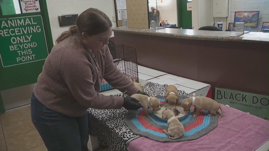 Animal rescue workers feeding the pups after they were rescued on Feb. 29, 2024. (KTLA)