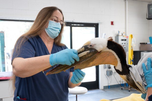 International Bird Rescue Veterinarian Rebecca Duerr examines “Blue” prior to...