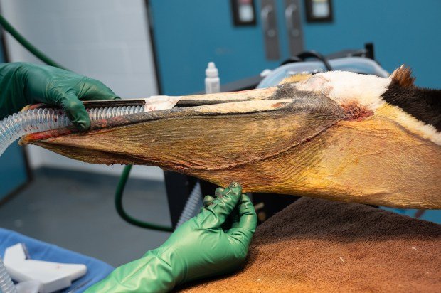 California brown pelican “Blue” following surgery to repair severed pouch...