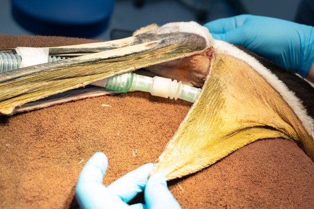 Pelican under anesthesia during surgery at the International Bird Rescue...