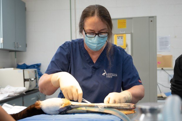 International Bird Rescue Veterinarian Rebecca Duerr repairing the pouch on...