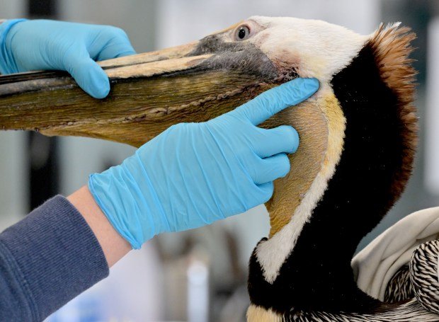 Kylie Clatterbuck, Wildlife Center Manager, examines an adult female Brown...