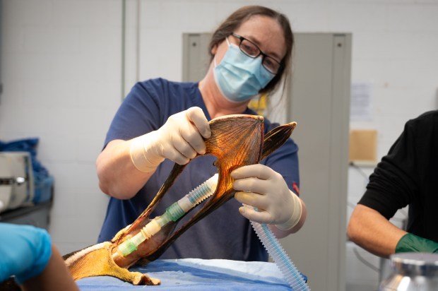 International Bird Rescue Veterinarian Rebecca Duerr surgically repairing the severed...