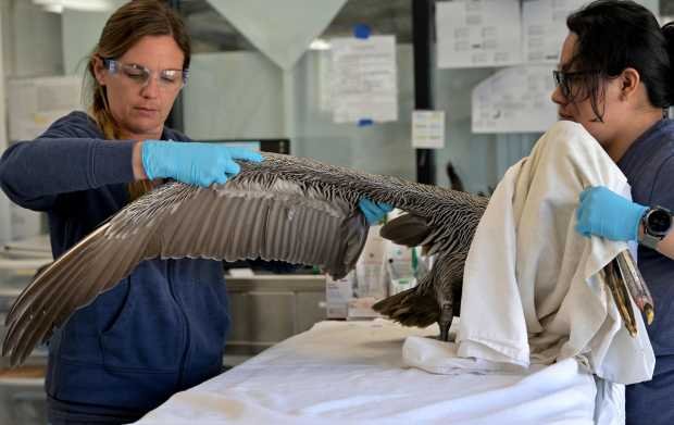 L-R Kylie Clatterbuck, Wildlife Center Manager, and Jennifer Martines, Wildlife...