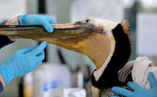 Kylie Clatterbuck, Wildlife Center Manager, examines an adult female Brown...