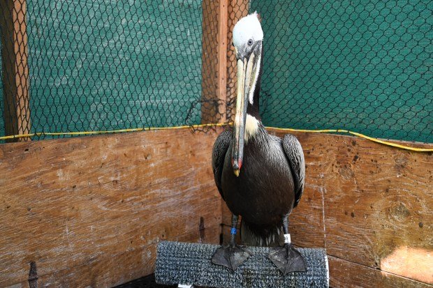 California brown pelican “Blue” on March 20, 2024, at International...