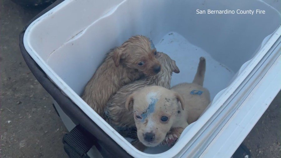 Some pups were found with injuries and burn marks after an encampment fire in San Bernardino on Feb. 29, 2024. (San Bernardino County Fire Department)