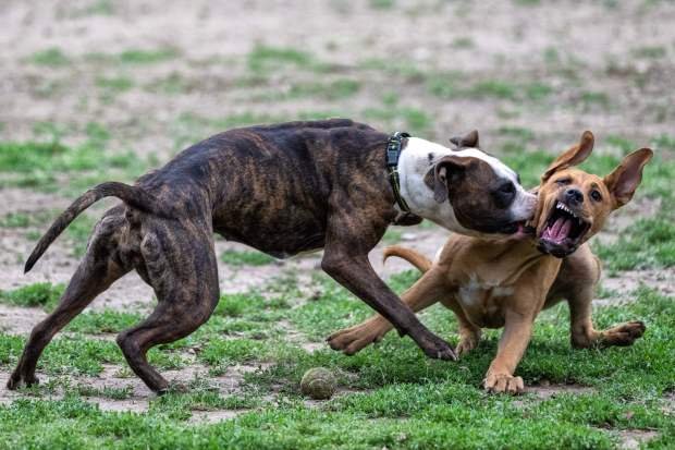 Dogs Chanel, left, and son Rayo play at the Sepulveda...