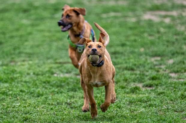 Dogs play at the Sepulveda Basin Off-Leash Dog Park in...