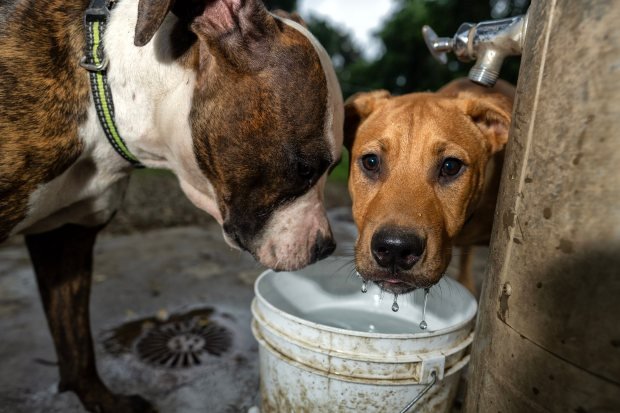 Dogs Chanel and son Rayo get a drink of water...
