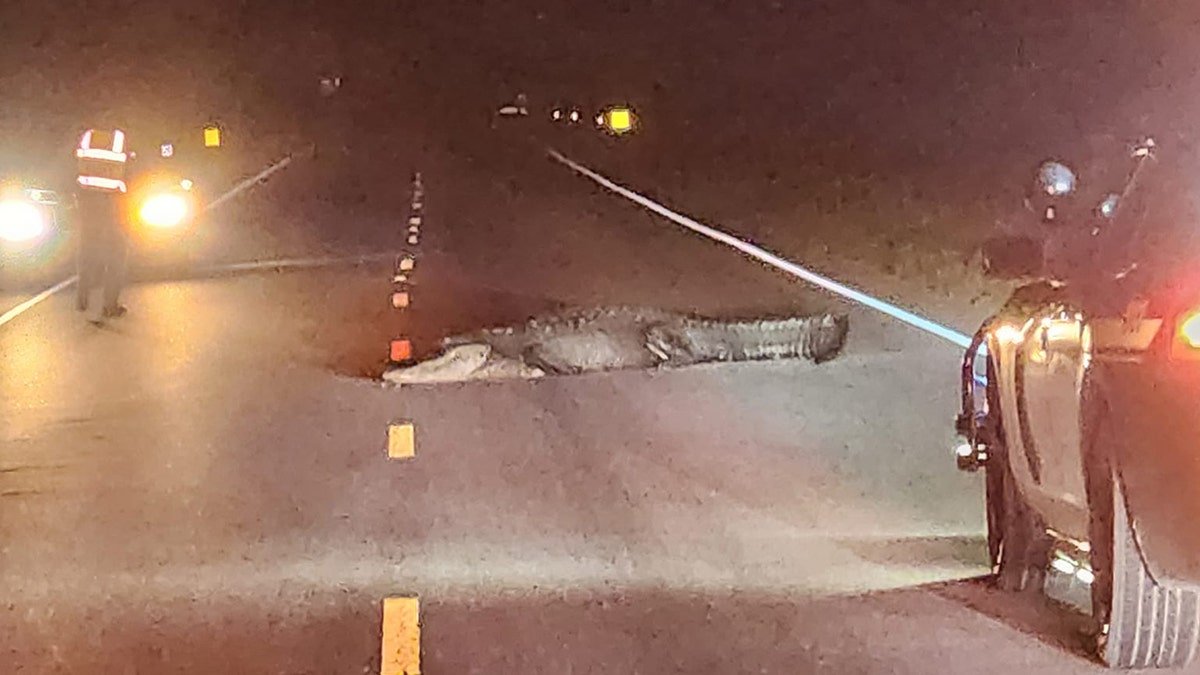 alligator in the road