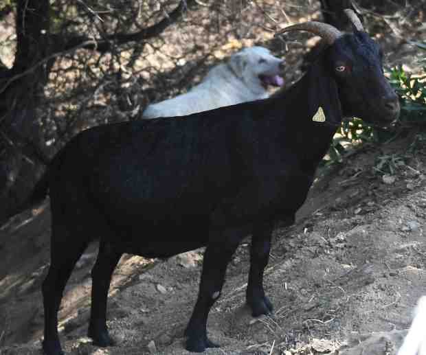 Goats and sheep work together eating brush in the rugged...