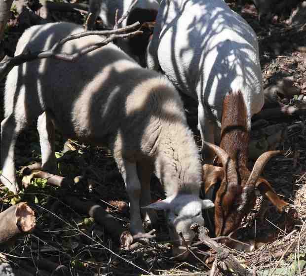 Goats and sheep work together eating brush in the rugged...