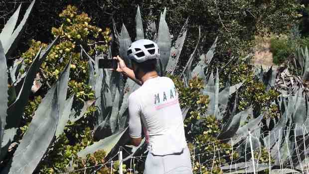 A bicyclist stops and get photos of the goats and...