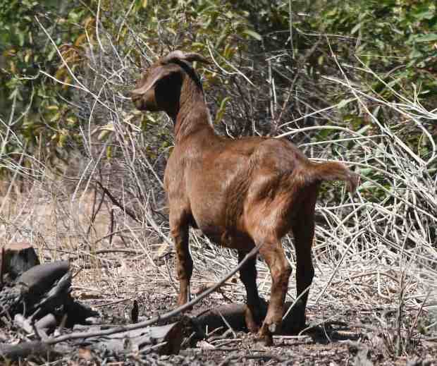 Goats and sheep work together eating brush in the rugged...