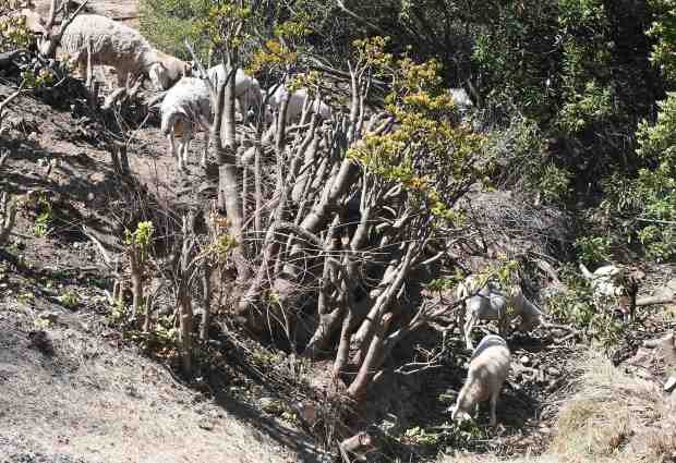 Goats and sheep work together eating brush in the rugged...