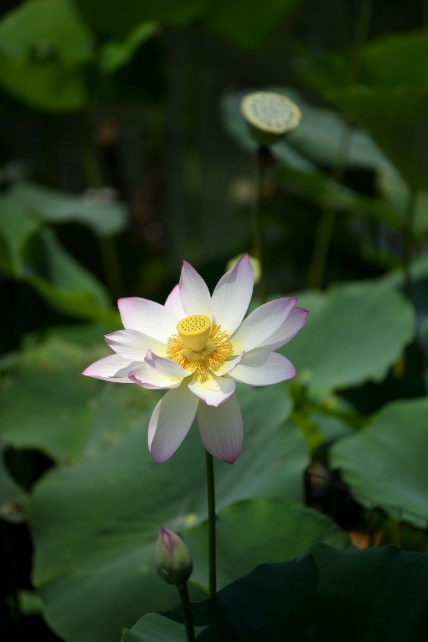 Lotus flowers are in bloom at the 43rd Los Angeles...