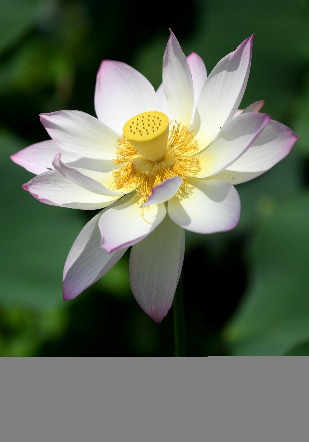 Lotus flowers are in bloom at the 43rd Los Angeles...