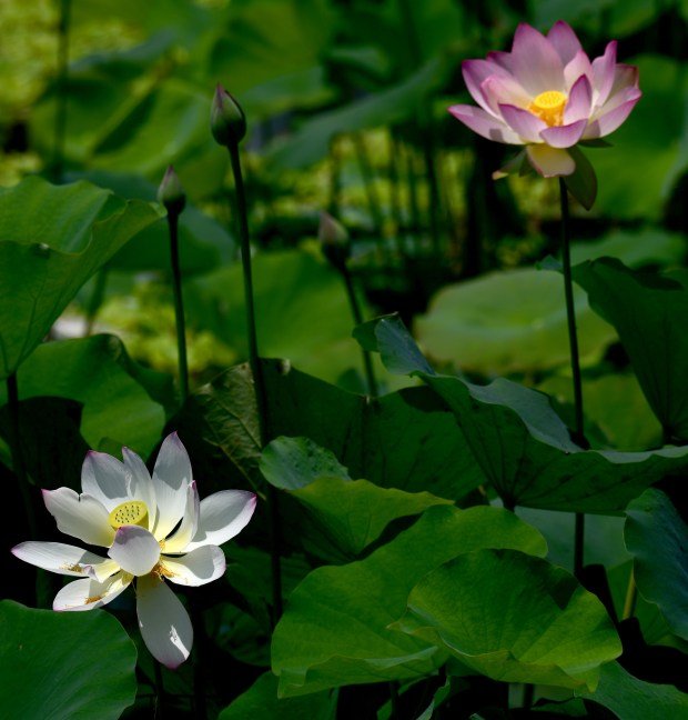 Lotus flowers are in bloom at the 43rd Los Angeles...