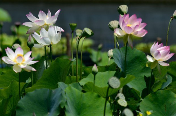 Lotus flowers are in bloom at the 43rd Los Angeles...