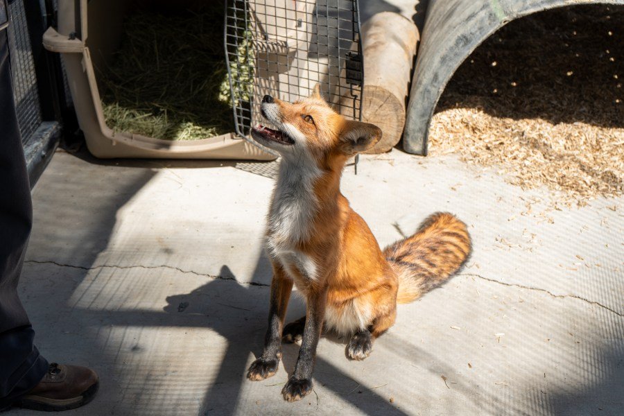 A fox that was evacuated from its home in at Big Bear Alpine Zoo returns to its exhibit on Sept. 19, 2024 after a weeklong stay in Palm Desert. (The Living Desert Zoo)