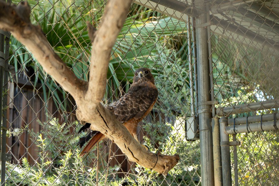 A red-tailed hawk that was evacuated from its home in at Big Bear Alpine Zoo returns to its exhibit on Sept. 19, 2024 after a weeklong stay in Palm Desert. (The Living Desert Zoo)