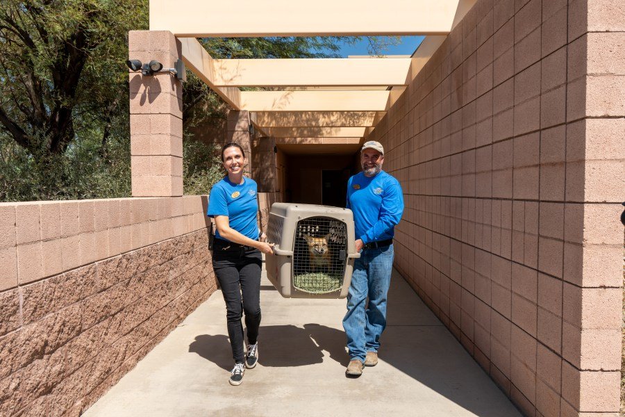 Heather Down, left, and Mike Barnes, right, carry a crate containing a fox that was among the animals to stay for a week at the Living Desert Zoo and Botanic Garden after being evacuated from its home facility in Big Bear Lake. (The Living Desert Zoo)